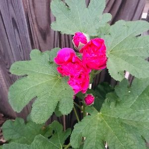 Meet your Posher, Jerusha